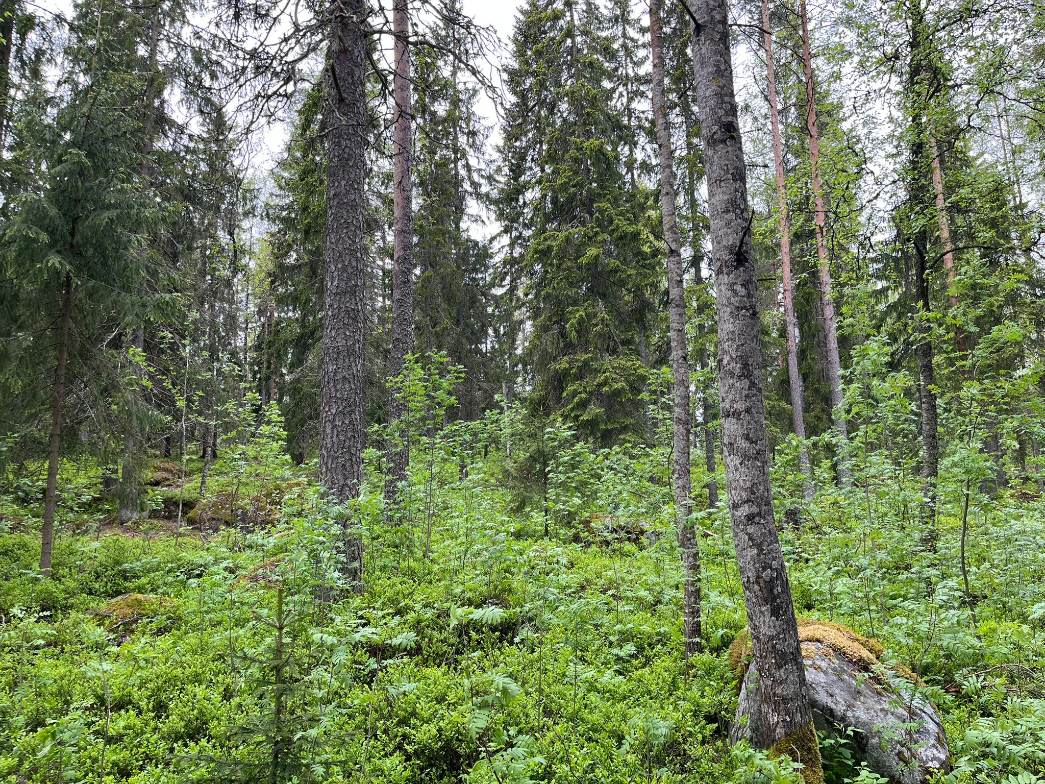 Swedish forest landscape